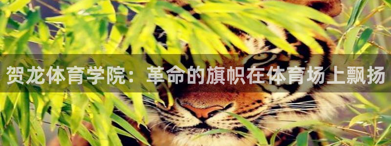 必一运动bsport体育